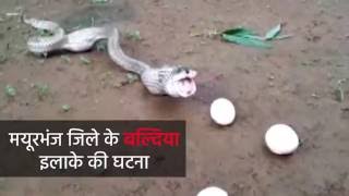 Watch- Cobra throws up 6 eggs after swallowing 7