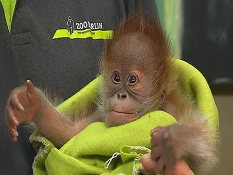 Berlin Zoo Celebrates Arrival of Baby Orangutan News Video