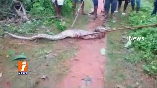 Snake Python Eat Monkey In Veldurthi Forest | Jagityal | iNews