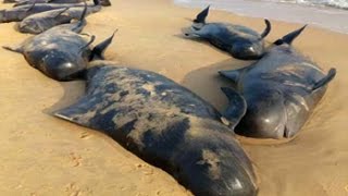 100 whales wash up at beach 600 km from Chennai