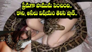 Python Planned to Kill a women who pets it || Latest Telugu News || RecTvIndia