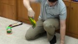 World Record 20 Parrot Tricks in 2 Minutes
