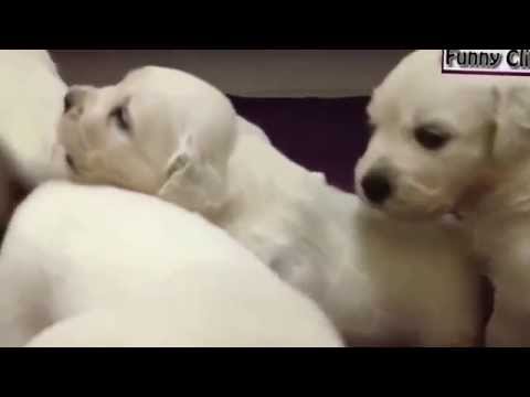 Funny Videos   Funny Animal   Cute Puppies Dogs Compilation 2015