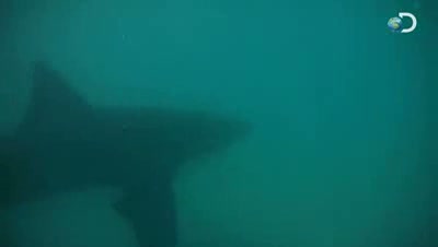 Shark Week - Great White Invasion _ Sunbathing Sharks
