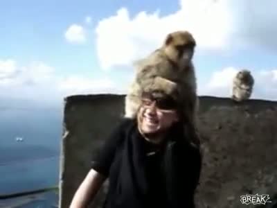 Funny - Monkey Love Girls