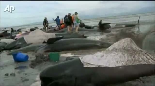 Scores of Whales Die on New Zealand Beach