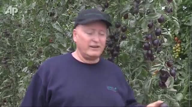 Israeli Company Develops Black Tomato