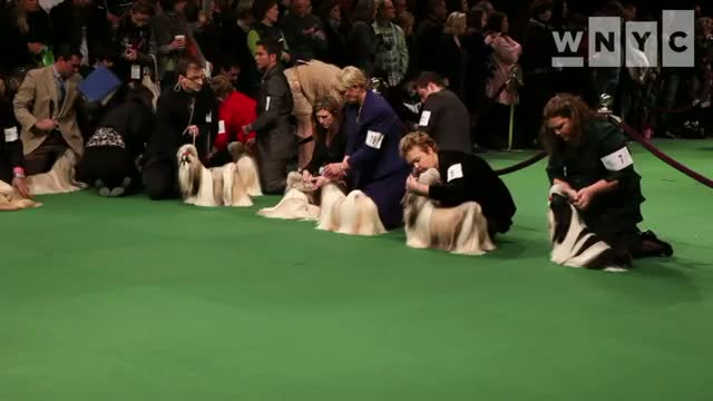 Westminster Kennel Club Dog Show 2012