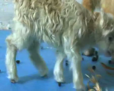 Scientists clone world's first Pashmina goat