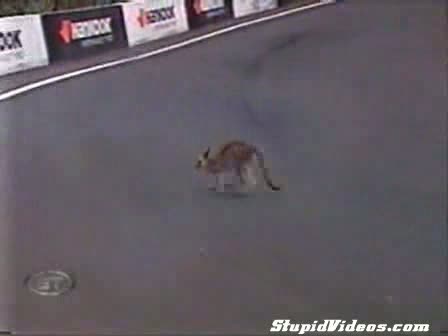 Lucky Kangaroo Trap In Race Course