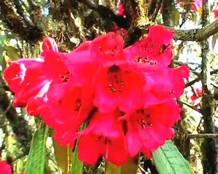 Sikkim Rhododendron attacts tourists