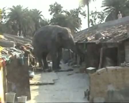 Wild tusker on a rampage in West Bengal