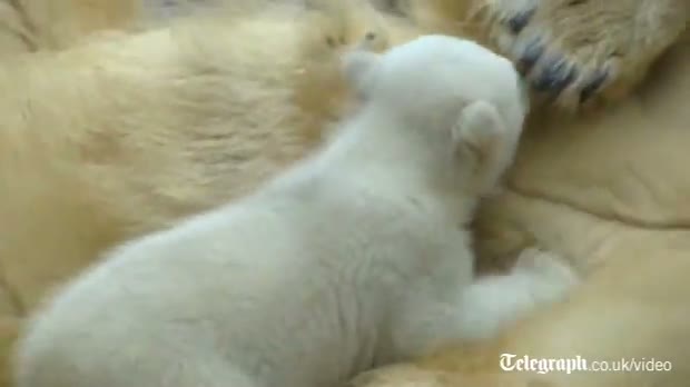 Polar bear cub 'Anori' charms visitors at German zoo video