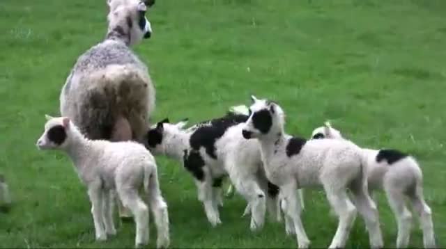 Ewe Gives Birth to 7 Lambs in Wash video