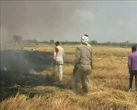 Fire destroys 150 bighas of wheat crop