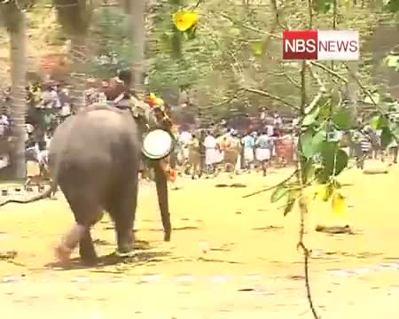 Trissur elephant rampage Over 20 injured