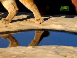 Nature's Perfect Predators - Mountain Lion