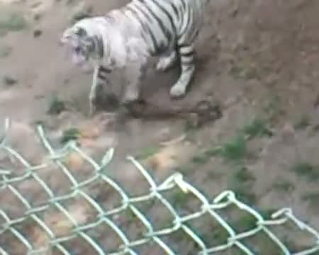 Live fight! King Cobra vs White Tiger