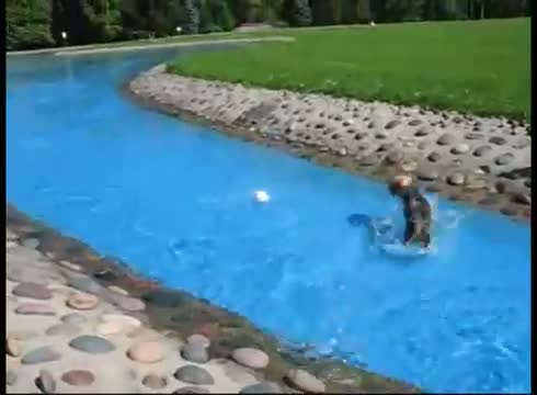 Water Puppy - Cute Dog Swimming - Funny Video
