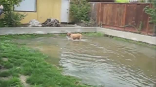 Cute Adorable Golden Retriever Water Dog - Funny Video