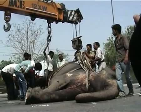 Speedy truck kills elephant on Noida Expressway
