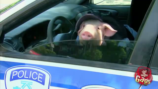 Pig Police - Funny Video