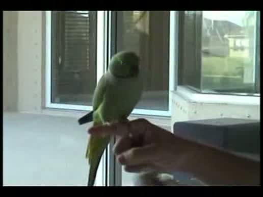 Bird Plays Basketball Golf Sports - Bird Tricks - Unbelievable Video