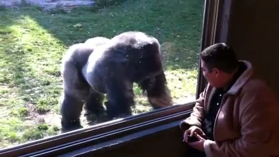 Man Gets Kicked in Face by Gorilla