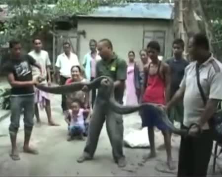 Homeless python takes shelter in residential among people in Assam