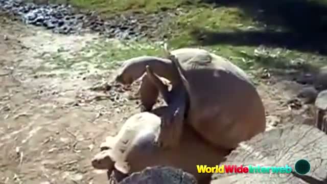 Turtle Humping Dubstep