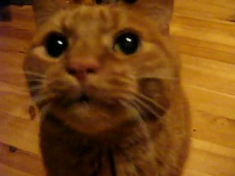 Funny Cat Meowing and Purring