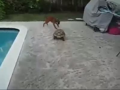 DOG VS Turtle