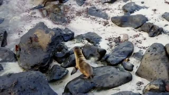 Sea Lion Pup Finds its Mother