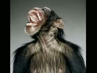Extreme Funny Chimpanzee Get a Hair Cut