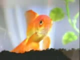 funny fish and cat