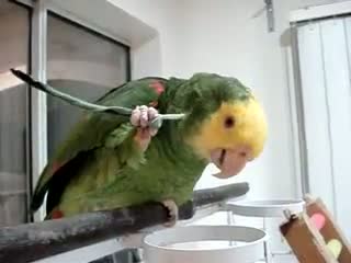 Very Funny Itchy Parrot