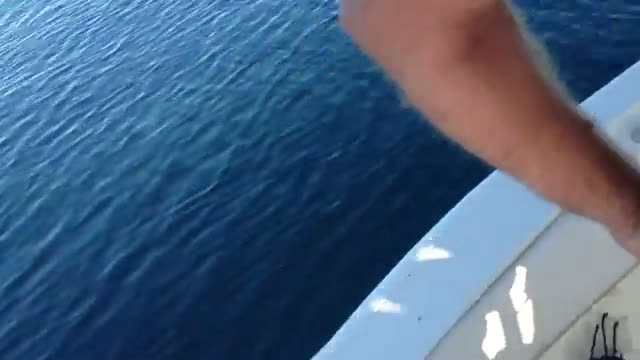 Great White Shark Hits Boat in HD (part 1)