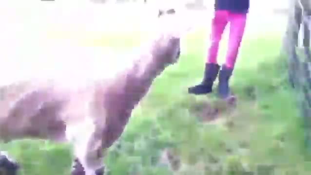 Sheep attacks mean little girl