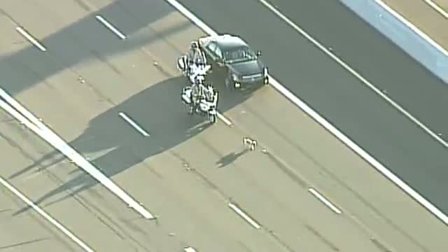 Awesome puppy rescue on highway