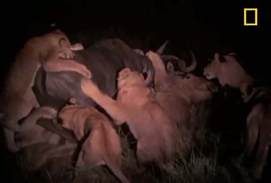 Lions - Nighttime Hunters