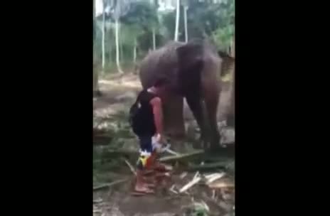 Elephant hits man with trunk