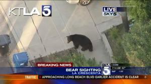 Texting guy almost runs into wild bear