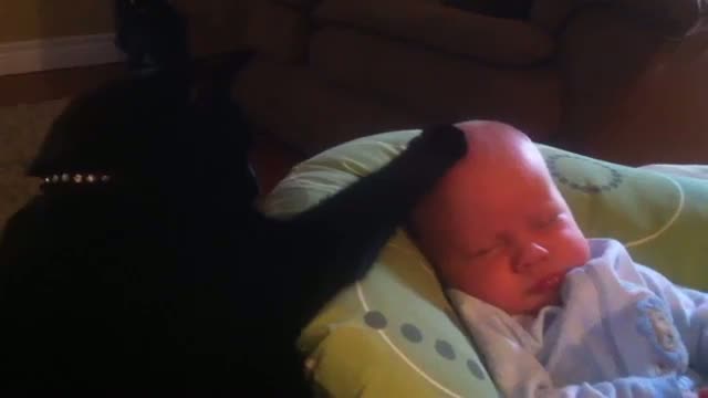 Cat soothes crying baby