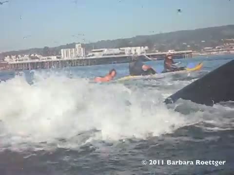 Surfer Almost Swallowed by Whale