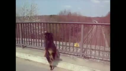 Dog is really excited about trains