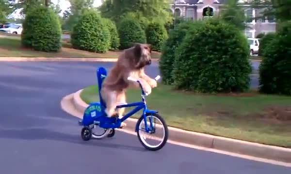 Dog learns to ride a bike