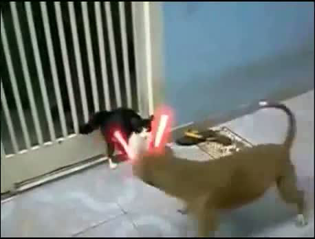 Cat fights off dogs with lightsaber