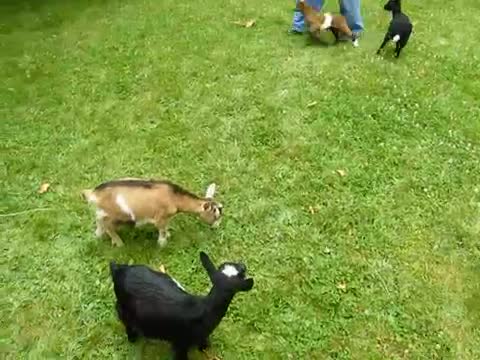 Buttermilk the baby goat is really mean