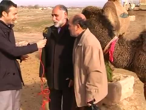 Camel interrupts interview