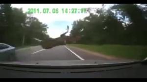 Deer gets hit by two cars